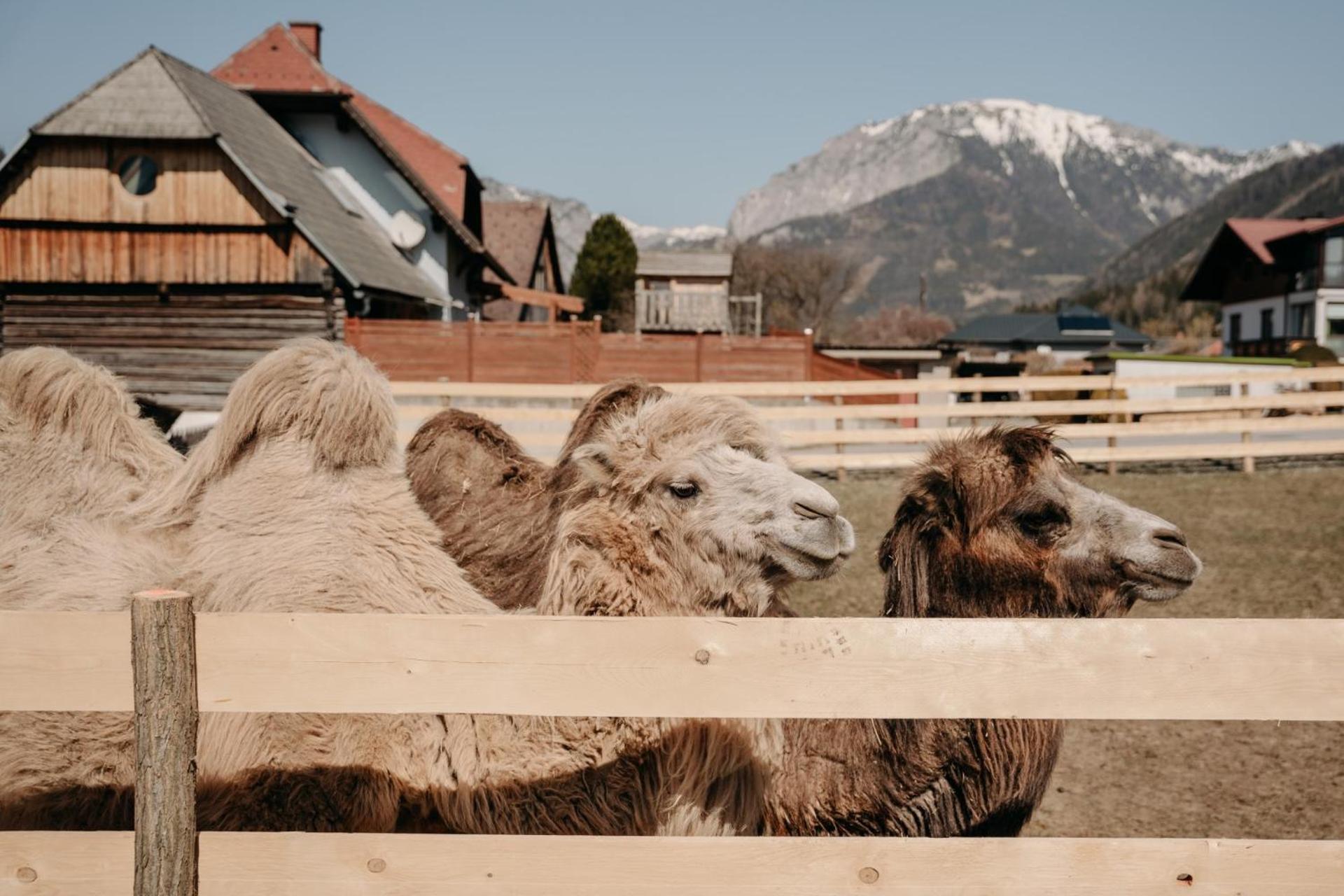 Alpakas, Lamas Und Rentiere Zum Gruenen See Grossdorf  エクステリア 写真