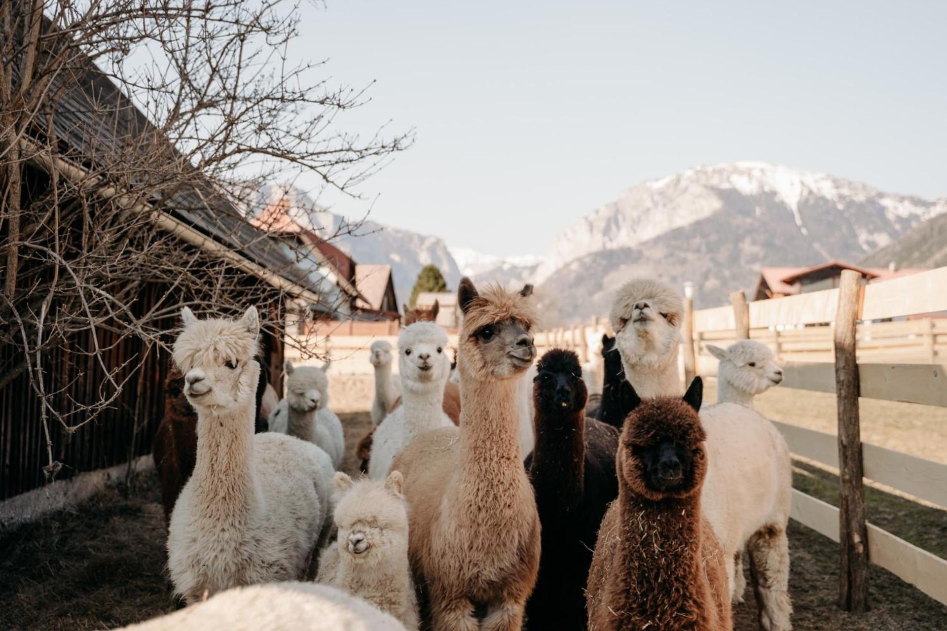 Alpakas, Lamas Und Rentiere Zum Gruenen See Grossdorf  エクステリア 写真