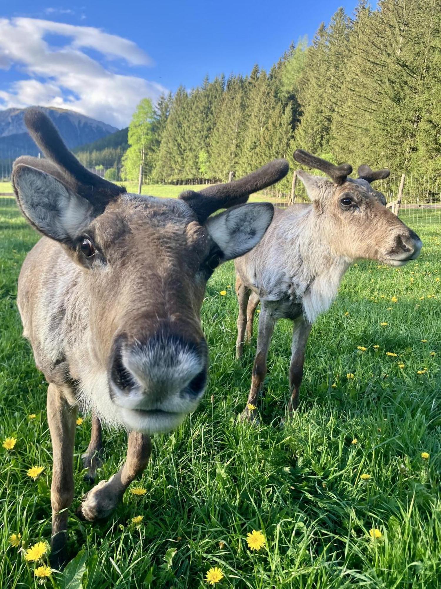 Alpakas, Lamas Und Rentiere Zum Gruenen See Grossdorf  エクステリア 写真